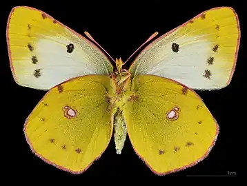 Colias alfacariensis △ MHNT