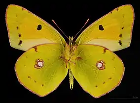 Colias croceus croceus ♂ △