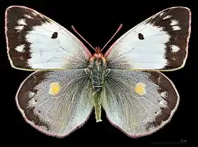 Colias crocea f.helice