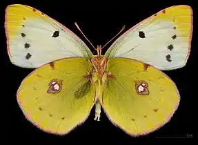 Colias croceus f. helice ♂   △