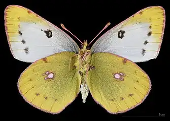 Colias hyale ♀ △ MHNT
