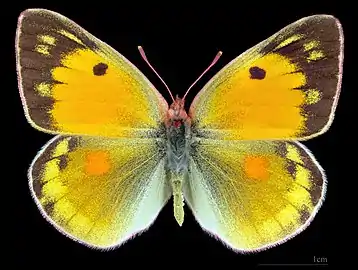 Colias myrmidone ♀ MHNT