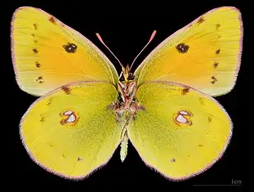 Colias myrmidone ♀ △ MHNT