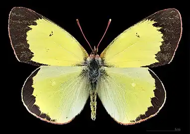 Colias palaeno ♂  MHNT