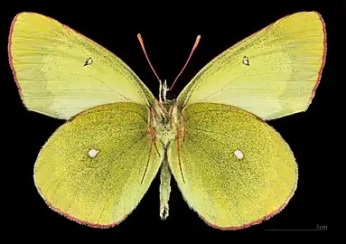 Colias palaeno ♂   △ MHNT