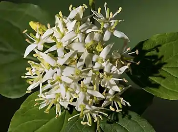 Inflorescence