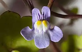 Fleur de Cymbalaria muralis vue de face.