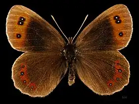 Erebia aethiops ♂  MHNT