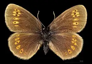 Erebia alberganus ♂ MHNT