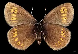 Erebia alberganus ♂  △