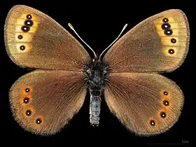 Erebia triarius ♂  	MHNT