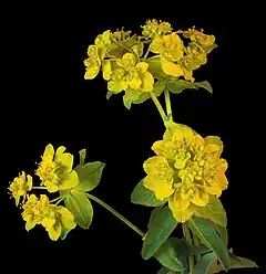 Description de l'image (MHNT) Euphorbia verrucosa - Boileau, Bouloc, Haute-Garonne, France - Inflorescences.jpg.
