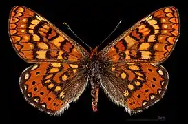 Euphydryas aurinia beckeri ♀  MHNT