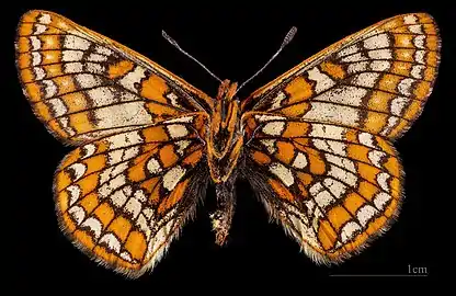 Euphydryas iduna  ♀ △ MHNT