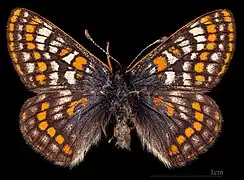 Euphydryas iduna