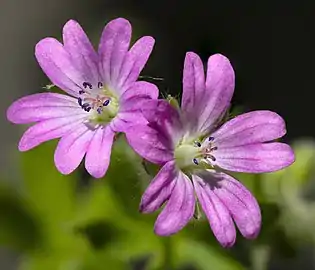 Geranium dissectum