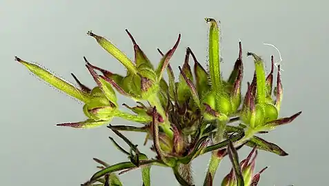 Infrutescence immature