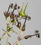 Geranium dissectum  - Inflorescence