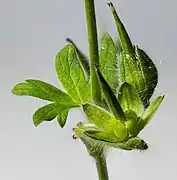 Fruit immature