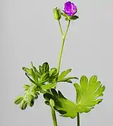 Geranium molle