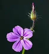 Fleur et bouton