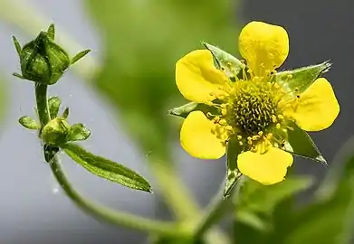 Bouton et fleur