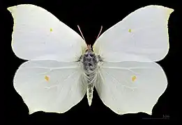 Gonepteryx rhamni ♀ MHNT