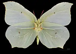 Gonepteryx rhamni ♀ △ MHNT