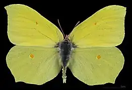 Gonepteryx rhamni