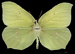 Gonepteryx rhamni ♂  △ MHNT