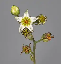 Bouton, fleur, et fruit