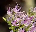 Inflorescence