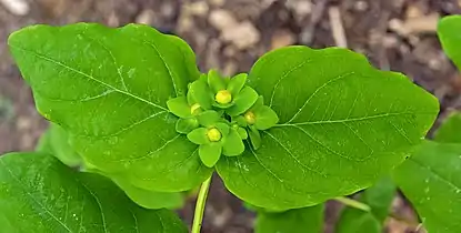 Feuilles et boutons.