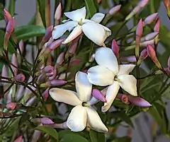 Détail de l'inflorescence