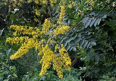 Feuilles et inflorescences