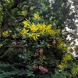 inflorescences et fruits