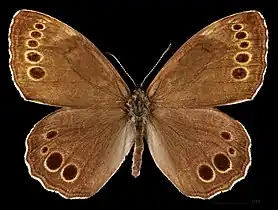 Lopinga achine ♂  MHNT