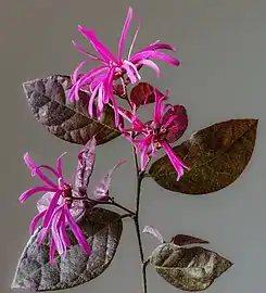 Loropetalum chinense f. rubrum Fleurs et feuilles