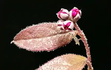 Loropetalum chinense f. rubrum Boutons et feuilles