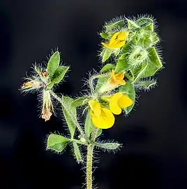 Fleurs et feuilles