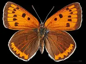 Lycaena dispar  ♀