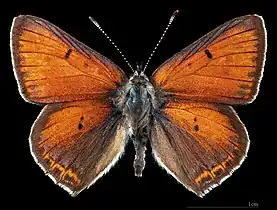 Lycaena hippothoe ♂  MHNT