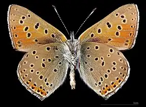 Lycaena hippothoe ♂   △