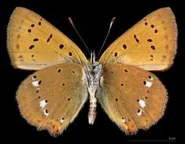 Lycaena virgaureae ♂  △