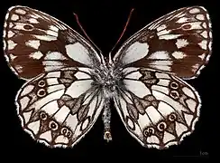 Melanargia galathea procida ♂  △