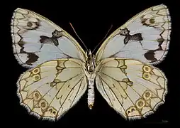 Melanargia lachesis ♀   △ MHNT