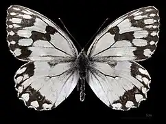 Melanargia lachesis  ♂  MHNT