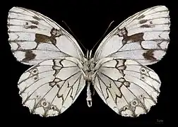 Melanargia lachesis ♂   △ MHNT