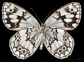 Melanargia larissa ♂  △