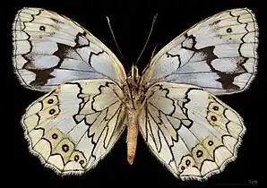 Melanargia larissa  ♀ △